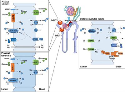 The Extraglycemic Effect of SGLT-2is on Mineral and Bone Metabolism and Bone Fracture